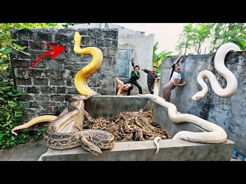 Brave Expert Uses High-Tech Snake Detector Locate Giant White Python to Rescue Girl