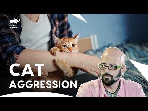 Amazing Cat Behavior Intervention | My Cat From Hell S6 E10,3,7 | Animal Planet