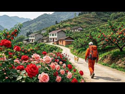 Real Chinese Countryside: Hidden Paradise Village Full of Roses and Ripe Cherries