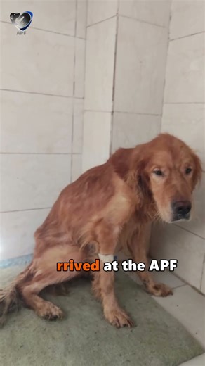 Moka, Sick and Alone. His Sad Eyes Told His Story!