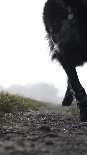 “Fast Running Dog – You Won’t Believe This Speed! 🐕💨”#shortvideo