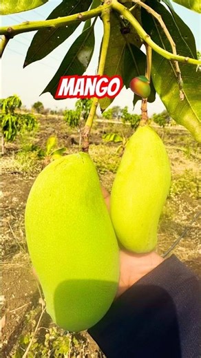 Mango Farm Many Varieties 🥭 #mangovarieties #mangocrop #mango #rawmango #farming