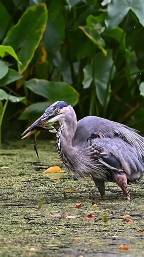 Big Bird Hunting For a Fish