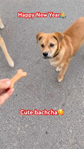 Aane vale saal ko salam…😛🙏 #song #love #punjithelabrador #funnydog #2026 #dogshorts #labrador