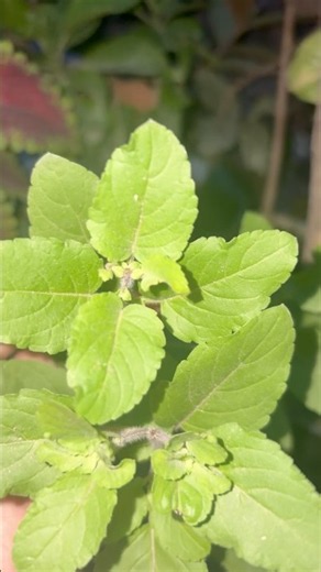 If you have Tulsi, you must try this remedy