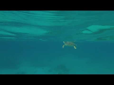 Dive In with GoPro: Swim with Turtles in Aruba