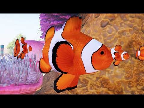Planet Zoo 2 - Clown Anemonefish Gameplay (PS5 UHD) [4K30FPS]