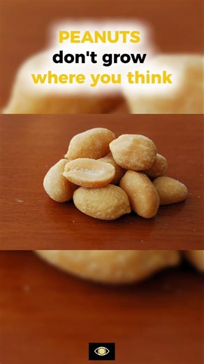 Peanuts don't grow where you think 🥜 #onlyafewpeopleknow