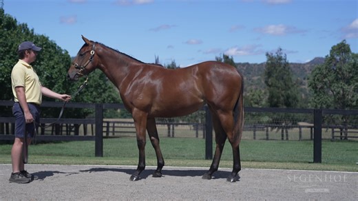 Lot 155 Anamoe x Catwalk