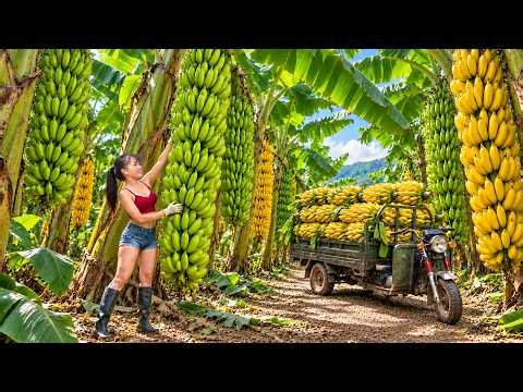 Quickly Harvesting Bananas 😱 Taking Them to Market to Sell and Caring for Animals - Phuong's Story
