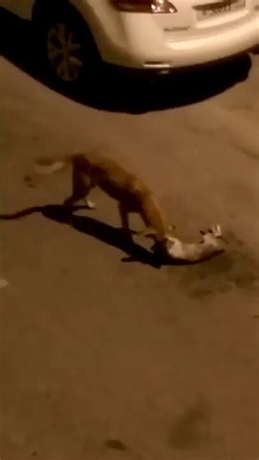 A street dog showcases its pack hunting instincts, calling for backup to take on a cat.What can be an affectionate pet, returns to wild teamwork.