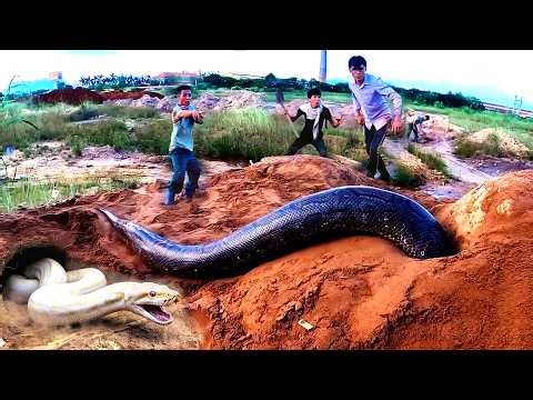 Giant Python Dug Up | Experts Face The Most Dangerous Moment