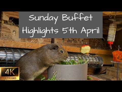 Guinea Pigs | Sunday Buffet Highlights