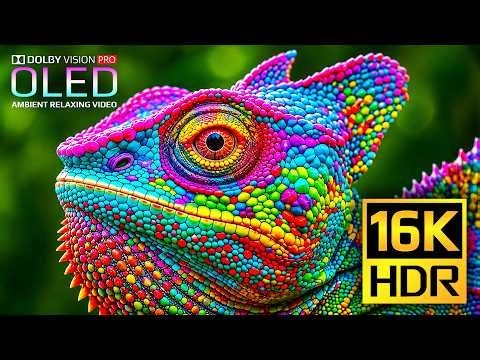 Unbelievable 16K 120fps Video | BEST HDR Nature & Animals Dolby Vision | 4K Video • 8K Ultra HD TV