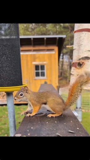 Greedy Squirrel Fails Again & Again… But Here’s the Truth! 🐿️