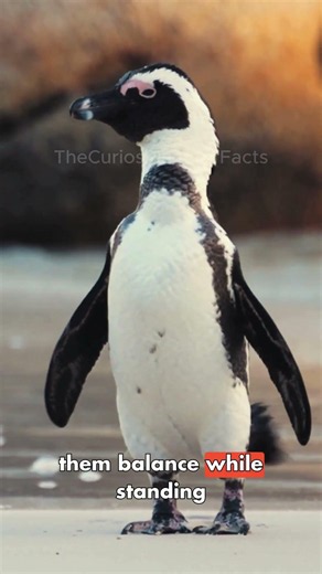 Penguins Actually Have Knees...