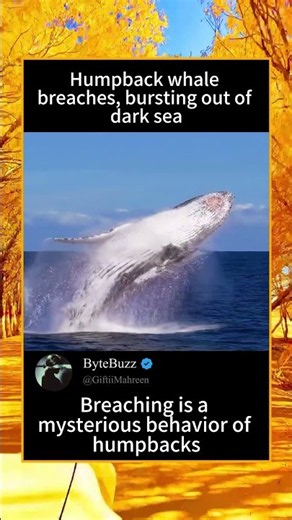 Humpback Whale Spectacular Breaching Moment#HumpbackWhale #WhaleBreach