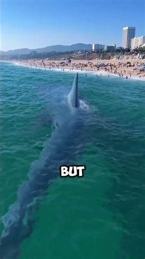 How To Survive A Shark Attack! 🦈