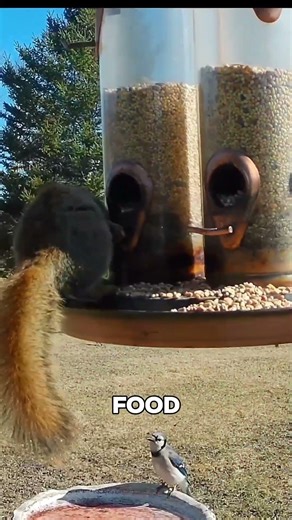 Why Americans Fight Squirrels