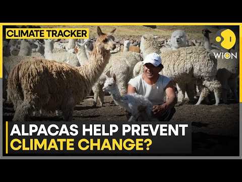 Scientists Look to Alpacas for Climate Answers | WION Climate Tracker