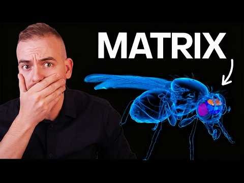 Ils ont copié un cerveau dans un ordinateur : il s'est RÉVEILLÉ tout seul