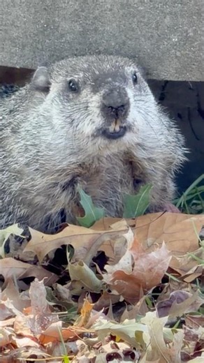 A city groundhog.