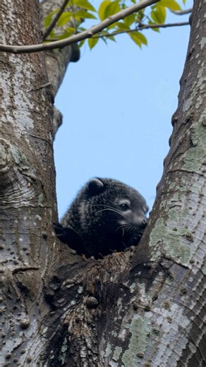 That moment when a tree starts staring back… and smells like popcorn 🍿🐾 This is a binturong, also known as the bearcat. It’s a rare tree-dwelling mammal with a prehensile tail it uses like a fifth limb. Even stranger, its fur naturally smells like buttered popcorn thanks to a compound also found in pandan leaves. Cute, clingy, and inexplicably snack-scented. #binturong #bearcat #wildlifeoddities #naturefacts #animalreels | Discvr Blog