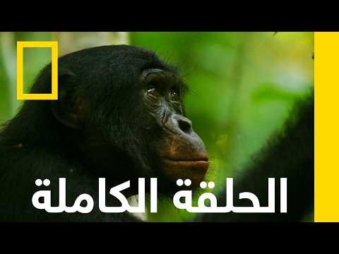 أفريقيا | الأسرار البرية لخط الاستواء | ناشونال جيوغرافيك أبو ظبي
