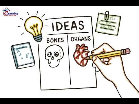 Lesson 3 Year 4 English Writing – Informative & Explanatory Texts Organising Information