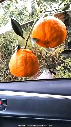 This Guy Steals… From His Car?! 😳😂#viralshorts#shortsvideo