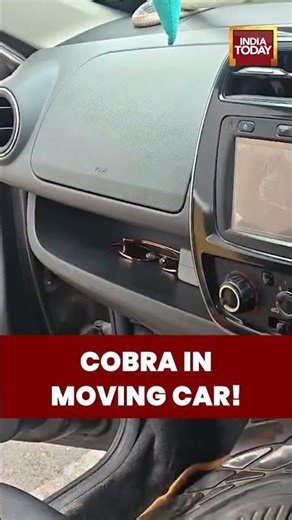 WATCH | Woman Finds Cobra in Moving Car! Dramatic Rescue in Ghaziabad Goes Viral #cobra #gaziabaad