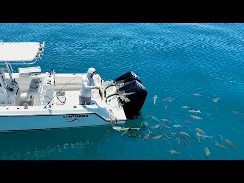 Deep Dive | Yellowtail Snapper Fishing | The Basics & More