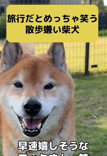 柴犬ラックのお散歩動画｜うれしそうな表情と休憩シーン
