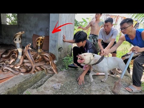 3 Brave Expert Rescues Boy From 100 Giant Python In Abandoned House