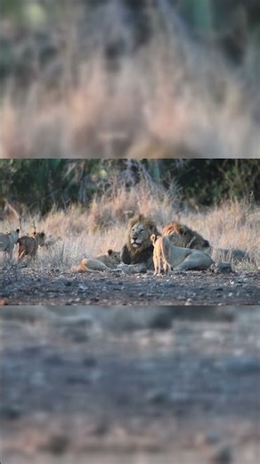 Adorable Lion Cubs: The Cutest Charmers of the African Savannah!"