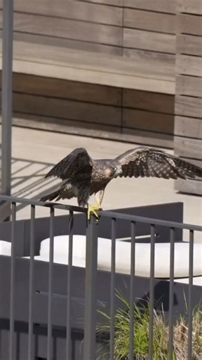 How peregrine falcons adapt to life in busy cities