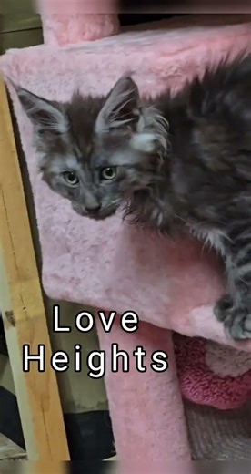 Maine Coon kittens Completes a Family and Makes a Home a Home. #kitten #cat #everyone #cute #love