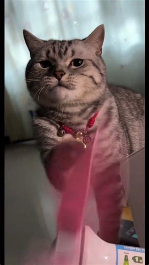 Cat Repeatedly Pokes Spinning Fan Blades for Fun