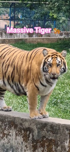 Massive Bengal Tiger 🐅 🐅#tiger #wildanimals #nature