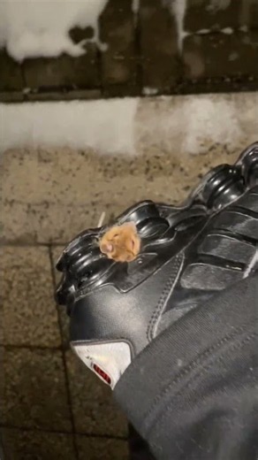 Tiny Mouse Gets Stuck in Shoe and Tries to Escape