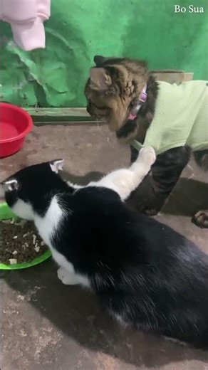 Cat Holds Friend Back From Food Bowl || ViralHog
