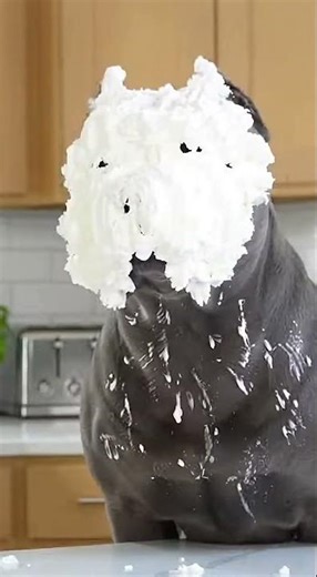 Never Trust the Chef! (Funny Dog Prank) 👩‍🍳🐶