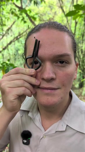 oyo jaw harp 😁 #jawharp #joy #guimbarde #vargan #jungle | jaw harp