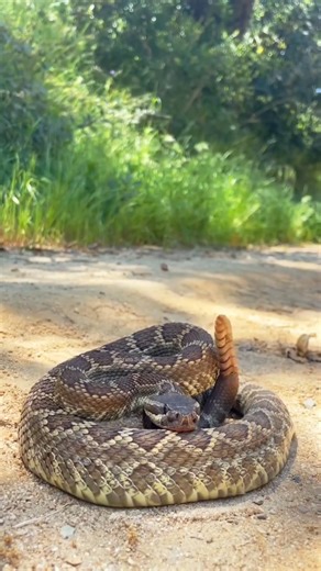 Southern Pacific Rattlesnake in Defensive Mode 🐍 #naturelovers #snakevideo #wildlifeentertainment