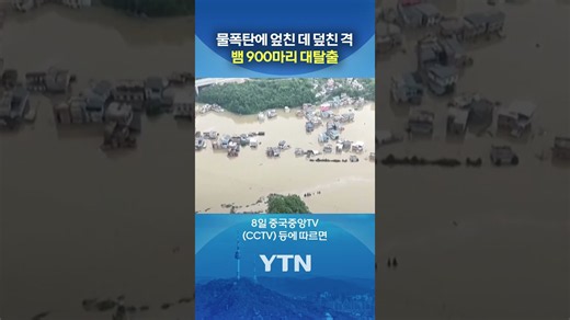 뱀 수백 마리가 '둥둥?' #shorts / YTN