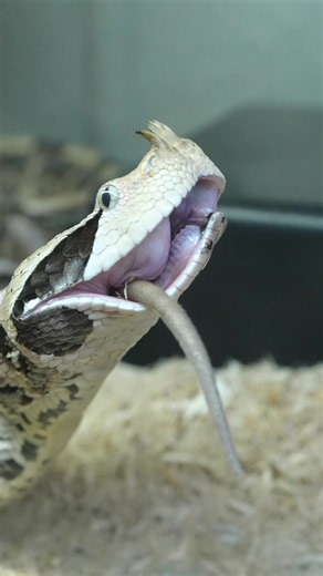 One of my FASTEST Striking Snakes! Gabby the Gaboon Viper 😍 | gaboon viper