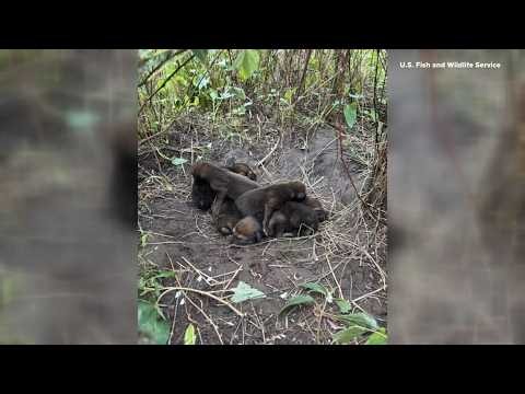 Saint Louis Zoo pups join wild wolf family to help save endangered species