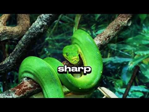 How Pythons Crush Their Prey