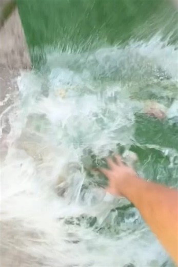 T-Rex Flooded My Garden