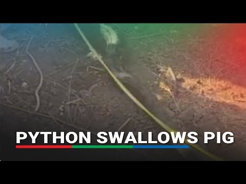 ICYMI: Python swallows whole pig in Philippines' Marinduque | ABS-CBN News